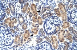 Invitrogen MYCBP Polyclonal Antibody 100 μL; Unconjugated:Antibodies,