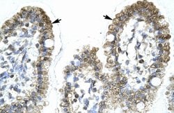 Invitrogen MYCBP Polyclonal Antibody 100 μL; Unconjugated:Antibodies,