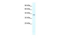 Invitrogen GBX2 Polyclonal Antibody 100 &mu;L; Unconjugated:Antibodies,