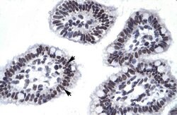 Invitrogen AATF Polyclonal Antibody 100 &mu;L; Unconjugated:Antibodies,