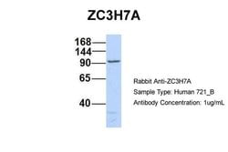 Invitrogen ZC3H7A Polyclonal Antibody 100 &mu;L; Unconjugated:Antibodies,