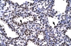 Invitrogen BARHL2 Polyclonal Antibody 100 &mu;L; Unconjugated:Antibodies,