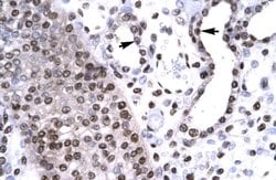 Invitrogen BARHL2 Polyclonal Antibody 100 &mu;L; Unconjugated:Antibodies,