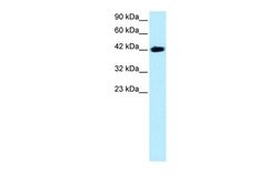 Invitrogen BARHL2 Polyclonal Antibody 100 &mu;L; Unconjugated:Antibodies,
