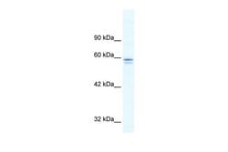 Invitrogen MTF1 Polyclonal Antibody 100 &mu;L; Unconjugated:Antibodies,