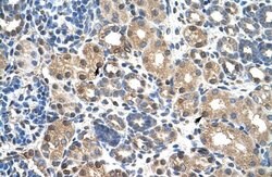 Invitrogen PBX3 Polyclonal Antibody 100 &mu;L; Unconjugated:Antibodies,