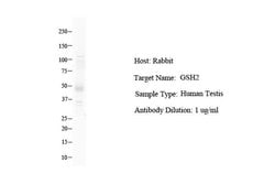 Invitrogen GSX2 Polyclonal Antibody 100 &mu;L; Unconjugated:Antibodies,