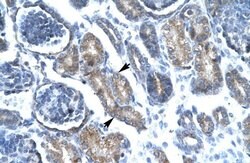 FOXF1 Polyclonal Antibody, Invitrogen 100 &mu;L; Unconjugated:Antibodies,