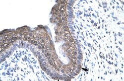 Invitrogen FOXE3 Polyclonal Antibody 100 &mu;L; Unconjugated:Antibodies,
