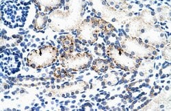 Invitrogen BMP-7 Polyclonal Antibody 100 &mu;L; Unconjugated:Antibodies,