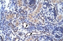 Invitrogen TAF1 Polyclonal Antibody 100 &mu;L; Unconjugated:Antibodies,