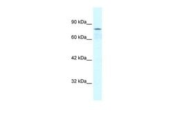 Invitrogen COLEC12 Polyclonal Antibody 100 &mu;L; Unconjugated:Antibodies,