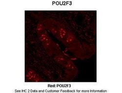 Invitrogen PLA1 Polyclonal Antibody 100 &mu;L; Unconjugated:Antibodies,