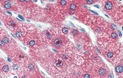 Invitrogen ZNF777 Polyclonal Antibody 100 &mu;L; Unconjugated:Antibodies,