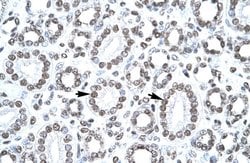 Invitrogen CITED1 Polyclonal Antibody 100 &mu;L; Unconjugated:Antibodies,