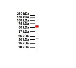 Invitrogen CITED1 Polyclonal Antibody 100 &mu;L; Unconjugated:Antibodies,