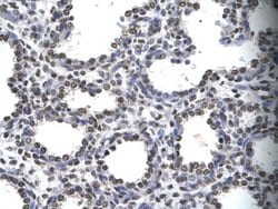 Invitrogen MYEF2 Polyclonal Antibody 100 &mu;L; Unconjugated:Antibodies,