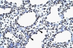 Invitrogen MYEF2 Polyclonal Antibody 100 &mu;L; Unconjugated:Antibodies,
