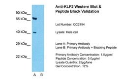 Invitrogen KLF2 Polyclonal Antibody 100 &mu;L | Buy Online | Invitrogen&trade; | Fisher Scientific