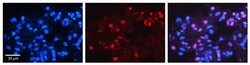 Invitrogen MAD4 Polyclonal Antibody 100 &mu;L; Unconjugated:Antibodies,