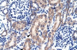Invitrogen RBAK Polyclonal Antibody 100 &mu;L; Unconjugated:Antibodies,