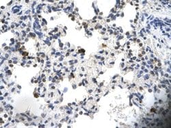 Invitrogen PCYOX1 Polyclonal Antibody 100 &mu;L; Unconjugated:Antibodies,