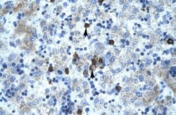 Invitrogen PCYOX1 Polyclonal Antibody 100 &mu;L; Unconjugated:Antibodies,