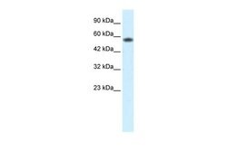 Invitrogen PCYOX1 Polyclonal Antibody 100 &mu;L; Unconjugated:Antibodies,