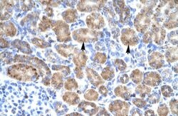 Invitrogen POU4F3 Polyclonal Antibody 100 μL; Unconjugated:Antibodies,