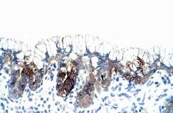 Invitrogen PMF1 Polyclonal Antibody 100 &mu;L; Unconjugated:Antibodies,