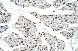 Invitrogen RALY Polyclonal Antibody 100 &mu;L; Unconjugated:Antibodies,