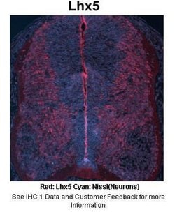 Invitrogen LHX5 Polyclonal Antibody 100 &mu;L; Unconjugated:Antibodies,