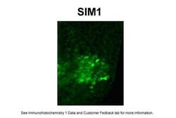 Invitrogen SIM1 Polyclonal Antibody 100 &mu;L; Unconjugated:Antibodies,