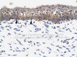 Invitrogen SOX10 Polyclonal Antibody 100 &mu;L | Buy Online | Invitrogen&trade; | Fisher Scientific