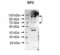 Invitrogen SP3 Polyclonal Antibody 100 &mu;L | Buy Online | Invitrogen&trade; | Fisher Scientific