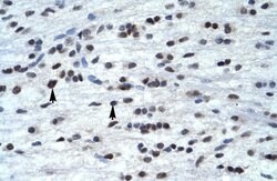 Invitrogen TFAP4 Polyclonal Antibody 100 &mu;L; Unconjugated:Antibodies,