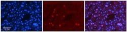 Invitrogen ZNF3 Polyclonal Antibody 100 &mu;L; Unconjugated:Antibodies,