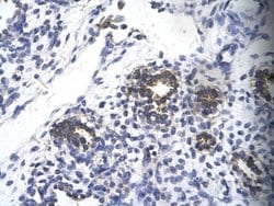Invitrogen RPS16 Polyclonal Antibody 100 &mu;L; Unconjugated:Antibodies,