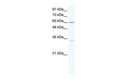 Invitrogen ZNF668 Polyclonal Antibody 100 &mu;L; Unconjugated:Antibodies,