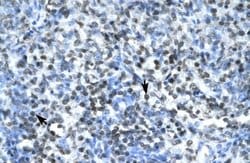 Invitrogen Claudin 17 Polyclonal Antibody 100 &mu;L; Unconjugated:Antibodies,