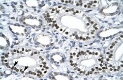Invitrogen FXR Polyclonal Antibody 100 &mu;L; Unconjugated:Antibodies,