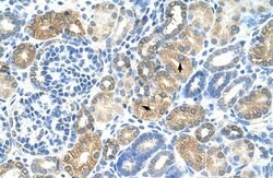 Invitrogen MAFB Polyclonal Antibody 100 &mu;L; Unconjugated:Antibodies,
