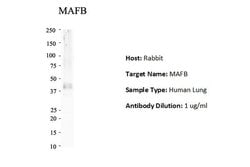 Invitrogen MAFB Polyclonal Antibody 100 &mu;L; Unconjugated:Antibodies,