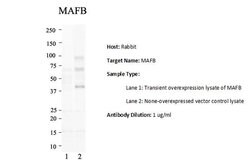 Invitrogen MAFB Polyclonal Antibody 100 &mu;L; Unconjugated:Antibodies,