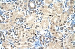 Invitrogen MORF4L2 Polyclonal Antibody 100 &mu;L; Unconjugated:Antibodies,