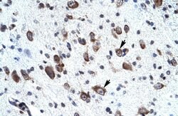 Invitrogen MORF4L2 Polyclonal Antibody 100 &mu;L; Unconjugated:Antibodies,