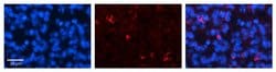 Invitrogen CRSP9 Polyclonal Antibody 100 &mu;L; Unconjugated:Antibodies,