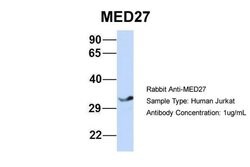 Invitrogen MED27 Polyclonal Antibody 100 &mu;L; Unconjugated:Antibodies,