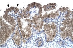 Invitrogen ASGR2 Polyclonal Antibody 100 &mu;L; Unconjugated:Antibodies,