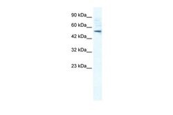 Invitrogen SMPDL3B Polyclonal Antibody 100 &mu;L; Unconjugated:Antibodies,